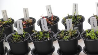 10種類のロタラの仲間　ストック計画